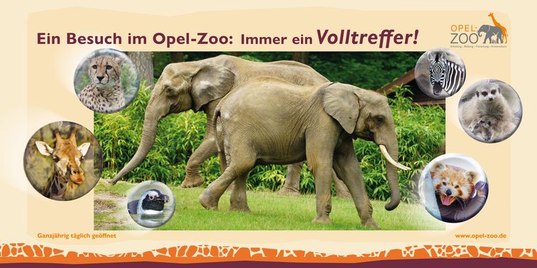 DJK Sponsor Opel Zoo